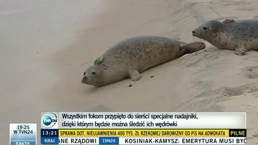 Łodzik, Łacha i Ławica już na wolności