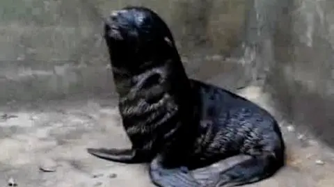 Mały kotik z wrocławskiego zoo