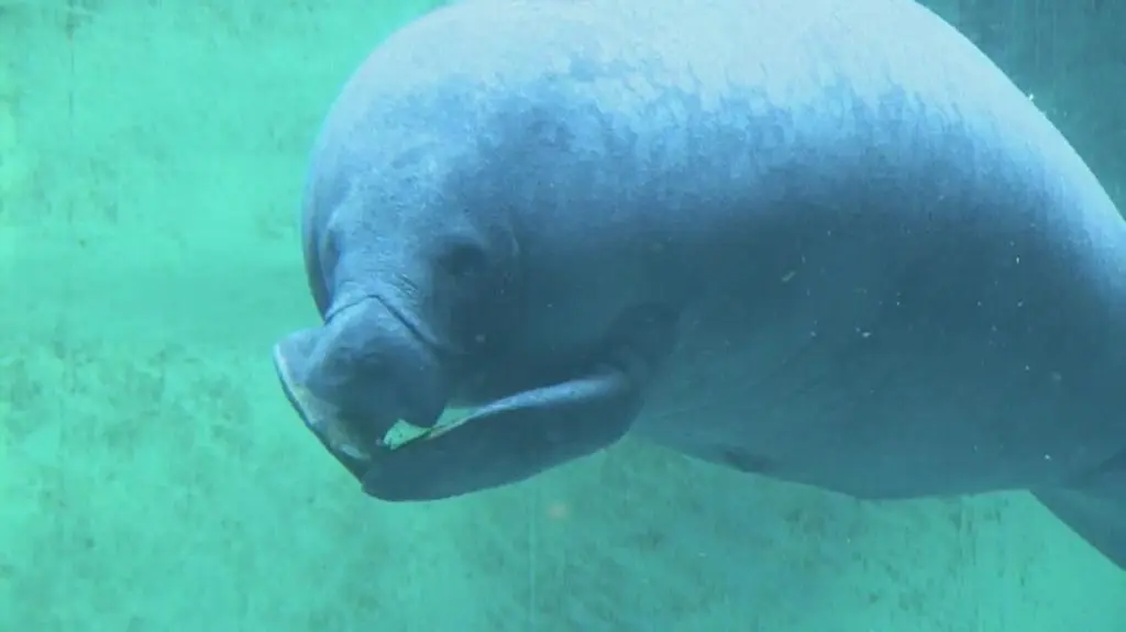 Manaty trenują wytrwałość