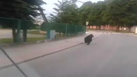 Miś na ulicach Gołkowic