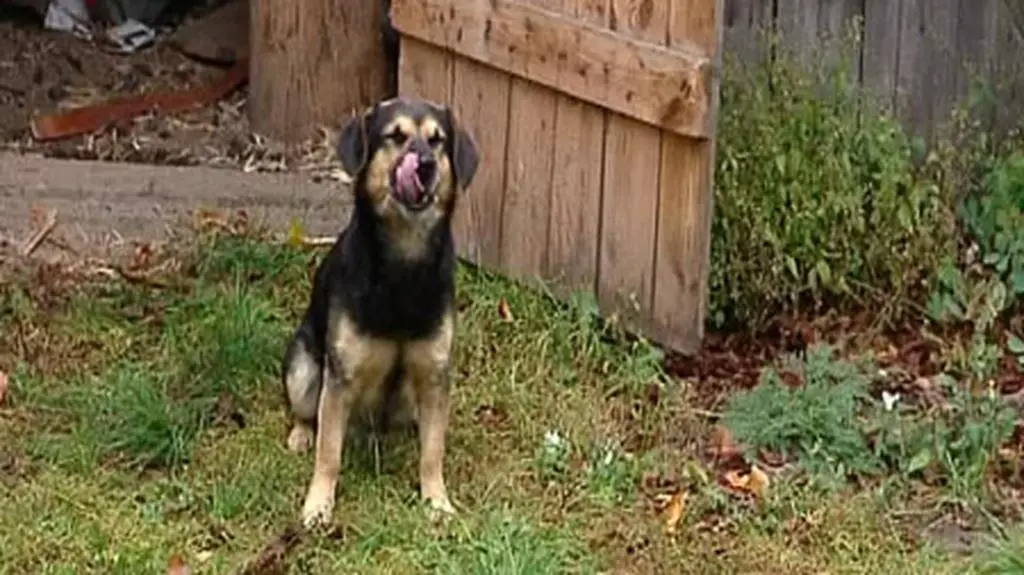 Misiek czeka na Dawida