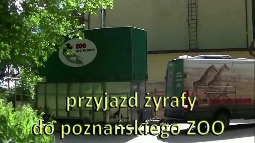 Młoda żyrafa w poznańskim zoo