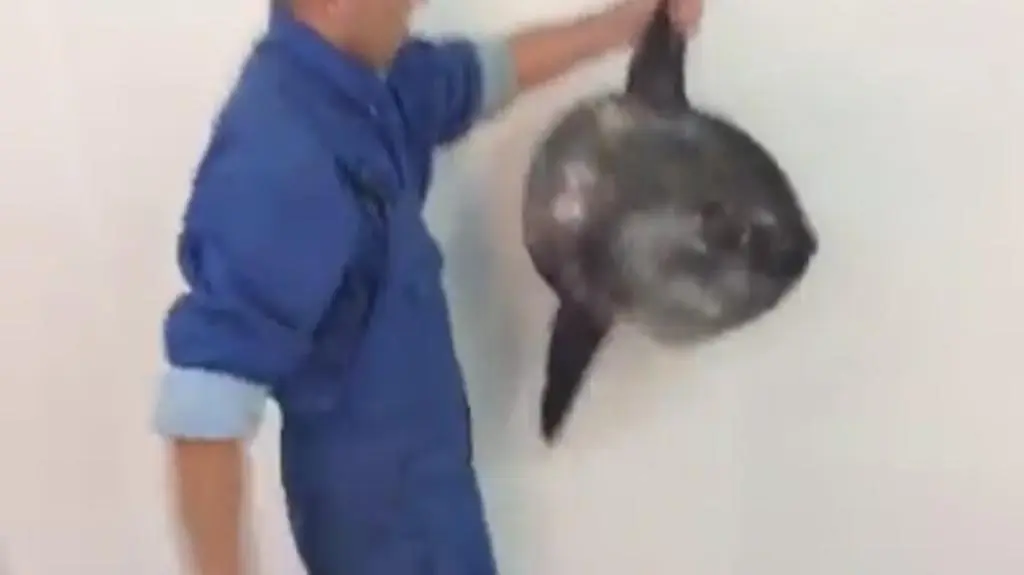 Mola mola w Kuźnicy
