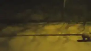 Niedźwiedzie wybrały się na przechadzkę po Zakopanem 