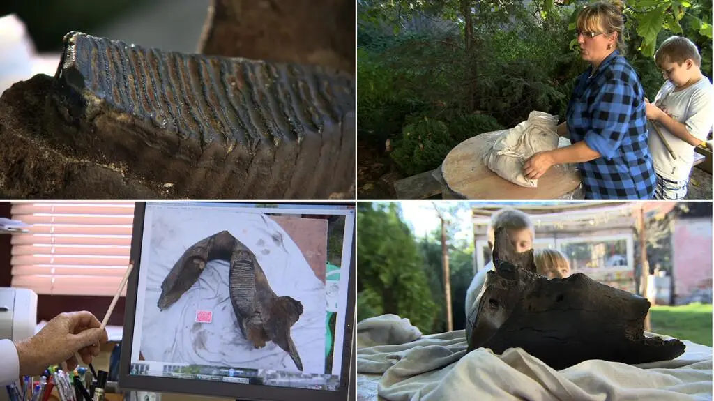 Niezwykłe znalezisko na Dolnym Śląsku. Żuchwa mamuta może mieć nawet 20 tysięcy lat!