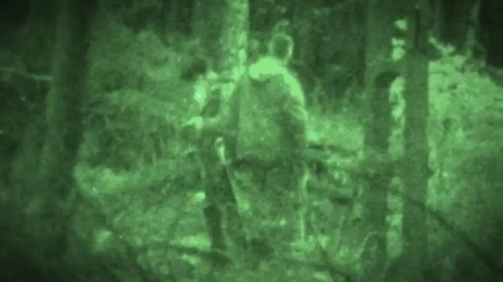Nocne żniwa? 