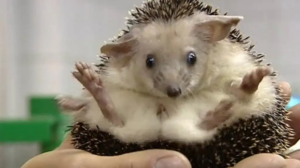 Nowe pociechy wrocławskiego ZOO