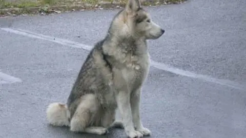 Od roku czeka na swego pana