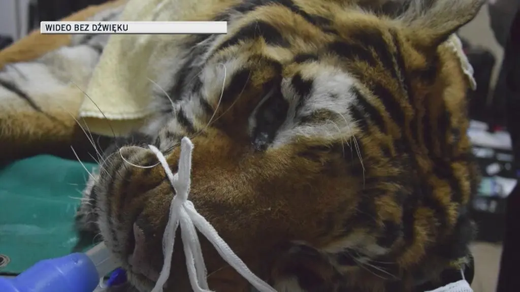 Operacja tygrysa Gogha 