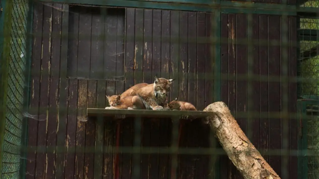 Opiekun opowiada o rysiach z poznańskiego zoo