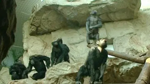 Opiekun pilnie poszukiwany