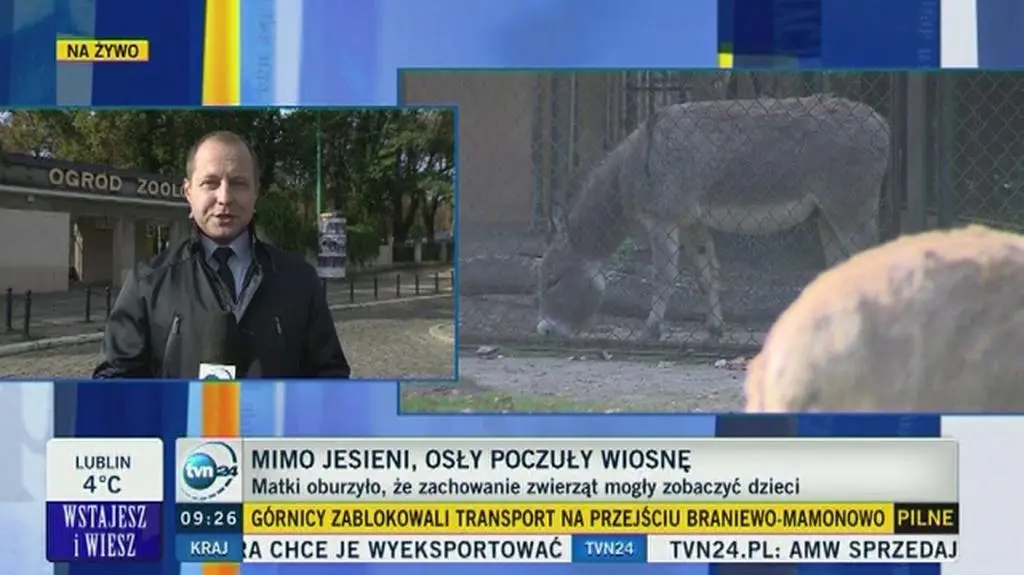 Osły kopulowały na oczach dzieci. To oburzyło matki
