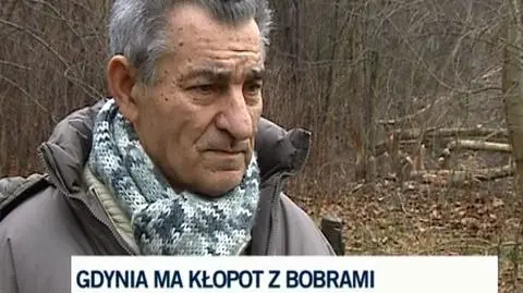 Pan Włodzimierz jako jeden z pierwszych zauważył "dzieła" bobrów