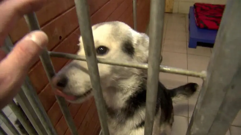 Pies wrzucony do schroniska przez płot szuka domu