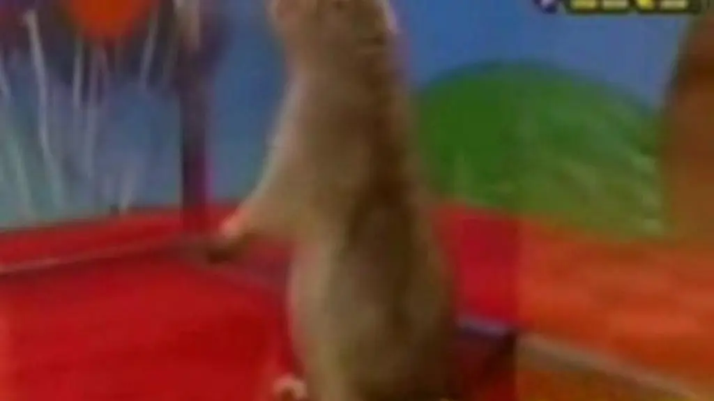 Piesek feat. Bonnie Tyler - "Turn around..."
