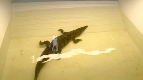 Podrzucił krokodyla do zoo. "Odpowie za to"