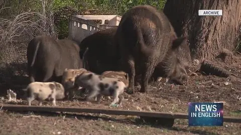 Poland to cull thousands of wild boars to combat ASF virus