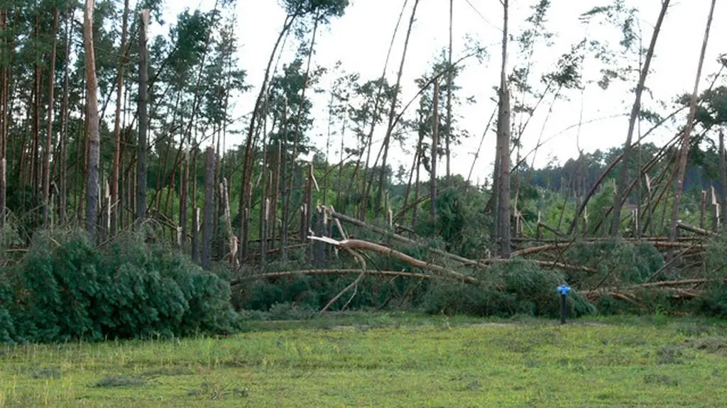 Ponad 300 ha powalonych drzew