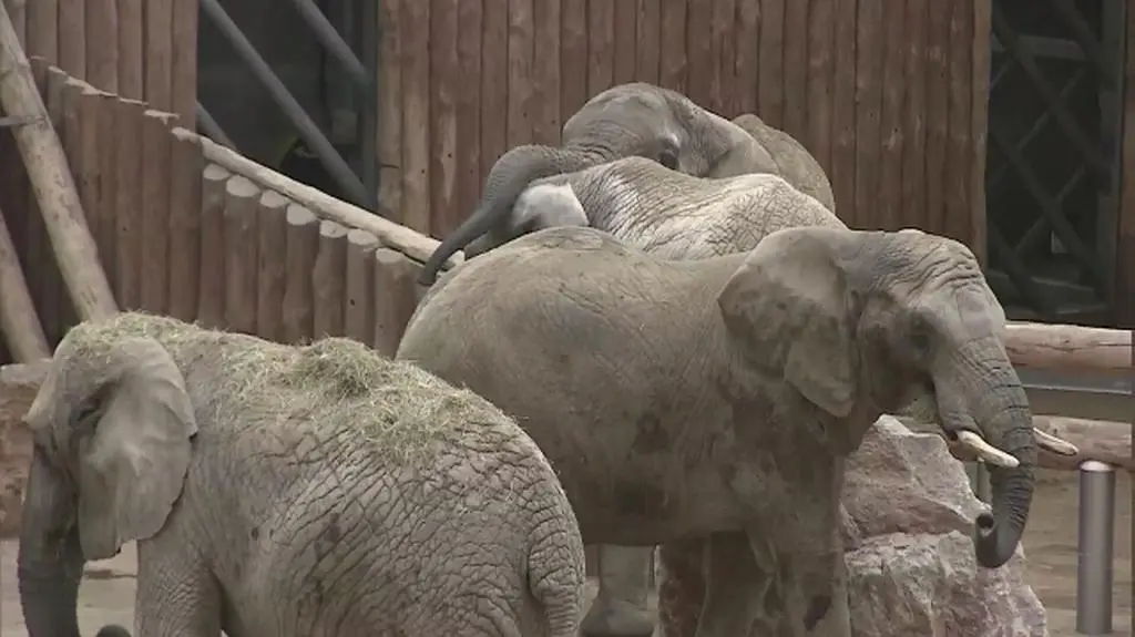 Poznański słoń Ninio już po operacji