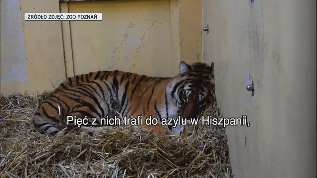 Poznańskie tygrysy odwiedziła weterynarz z Hiszpanii