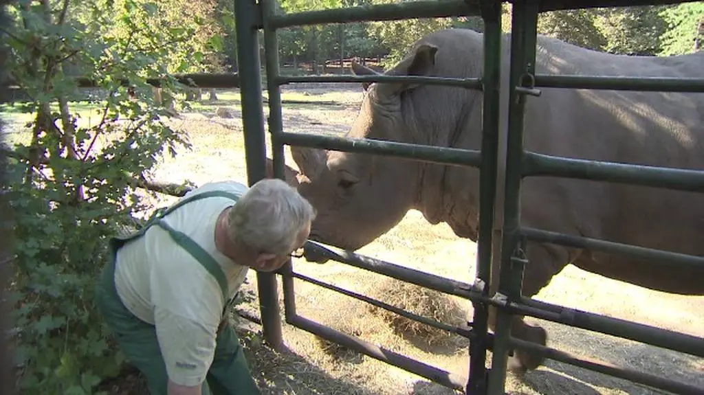 Pracownicy zoo liczą na potomstwo Kiwu i Diuny 