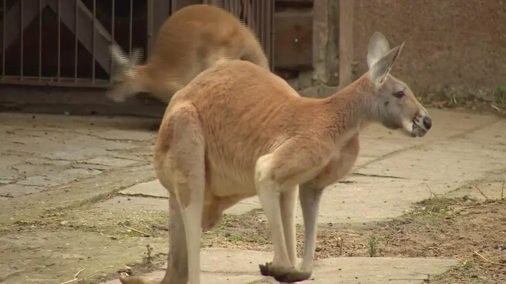 Prezes Zoo Wrocław o sytuacji w Australii 