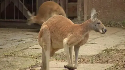 Prezes Zoo Wrocław o sytuacji w Australii 