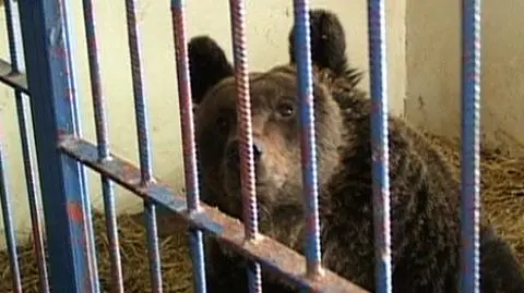 Przemisia szuka domu