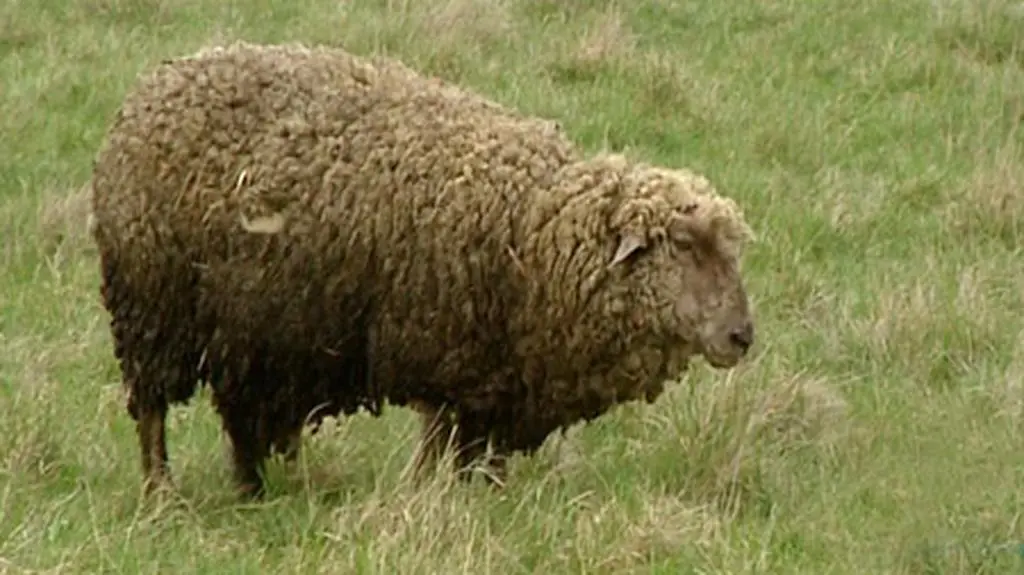 Pseudohodowla owiec pod Wrocławiem