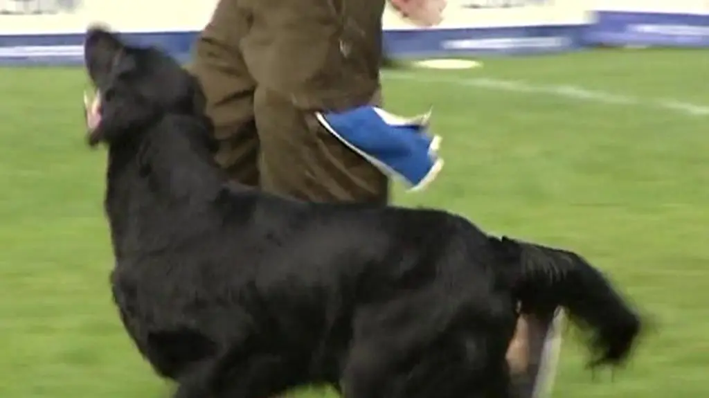 Psie akrobacje z frisbee