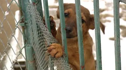 "Psy jedzą psy". Schronisko-horror pod Żyrardowem