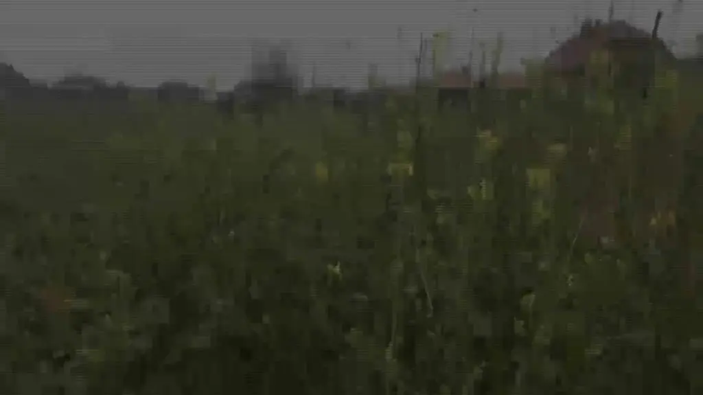 Rzepak zimą zakwitł na Mazurach