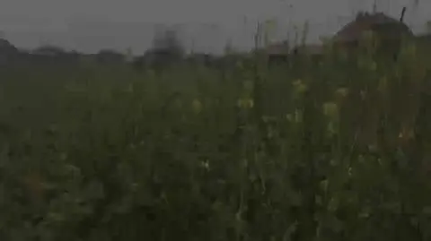 Rzepak zimą zakwitł na Mazurach