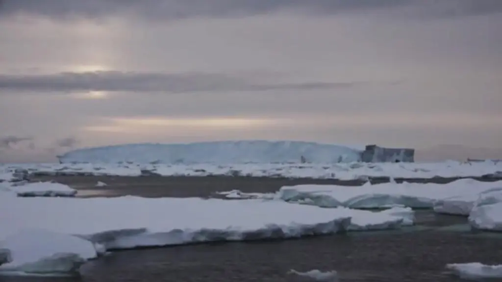 Selma dobiła do brzegów Zatoki Wielorybów