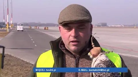 Sokoły rozpoczęły pracę na poznańskiej Ławicy