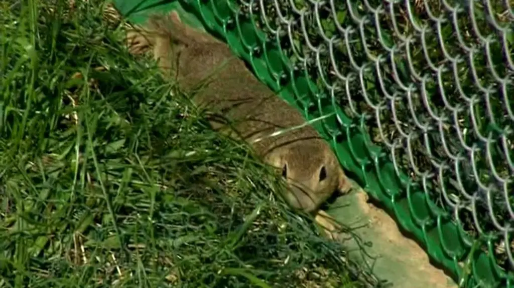 Susły na wolności. Akcja z 2013 roku