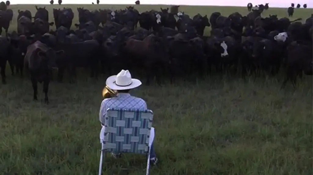 Swoją muzyką zachwyca całe stado. Farmer i koncert dla krów