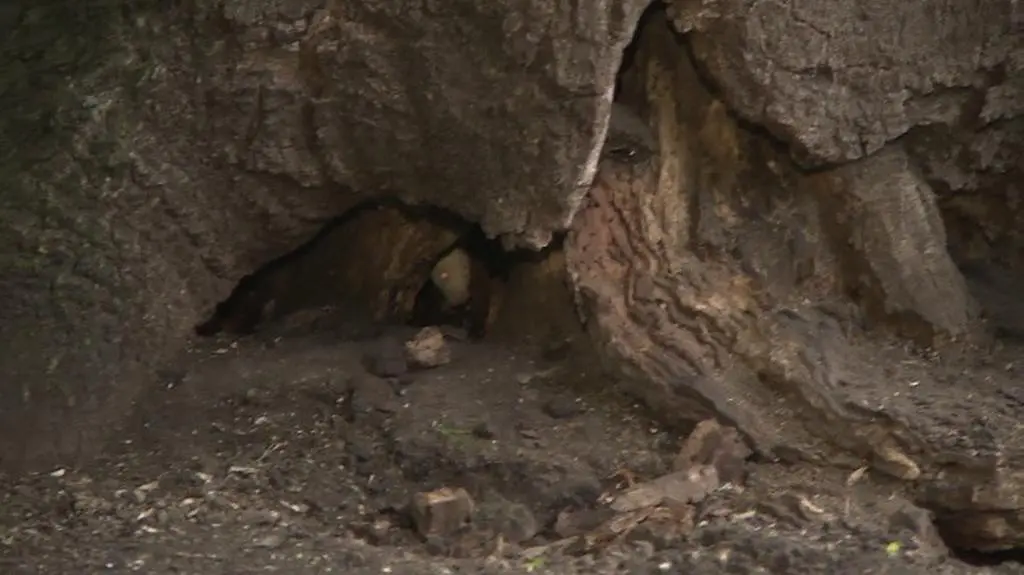 Szczury zamieszkały na krakowskich plantach