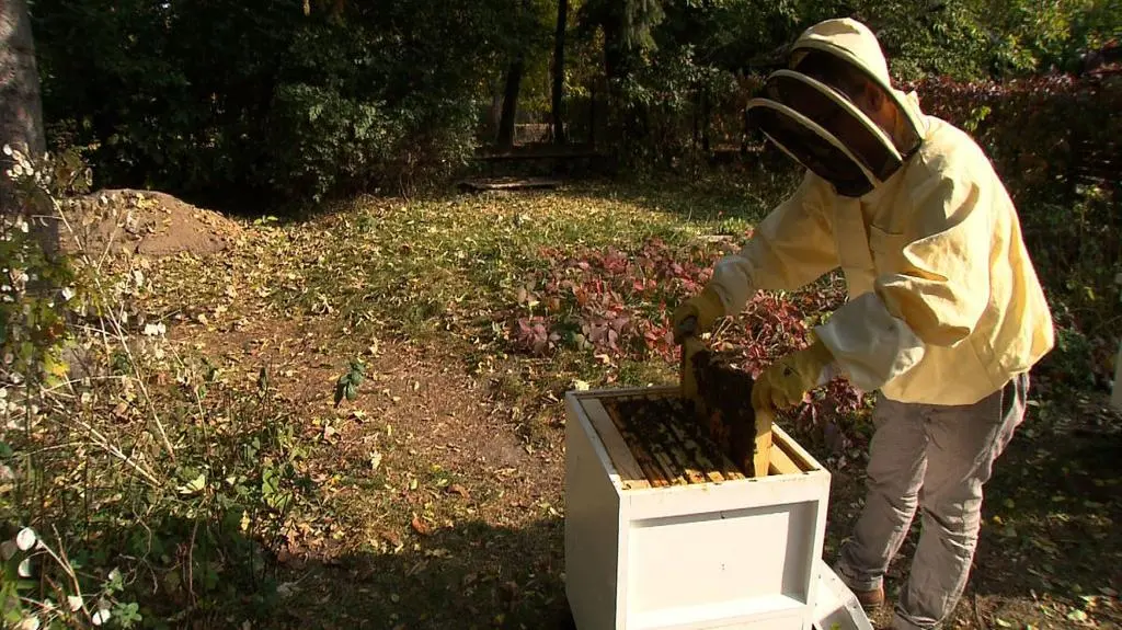 Tajemnicza śmierć pszczół. 5 milionów zginęło jednej nocy