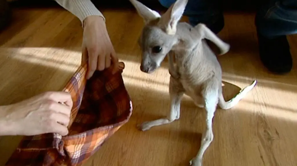 Tosia uczy się skakać