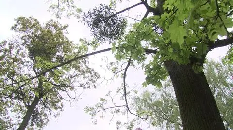 Transparent w pobliżu konsulatu 