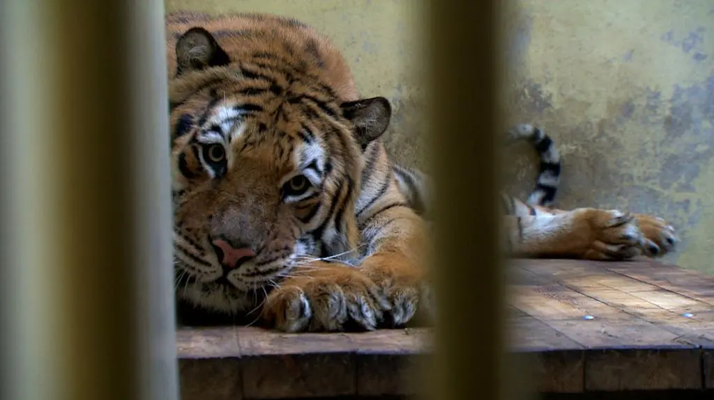 Transport tygrysów. Nagroda dla weterynarza i kłopoty zoo w Poznaniu