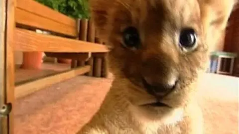 Trojaczki z tokijskiego parku safarii rozczuliły wszystkich gości