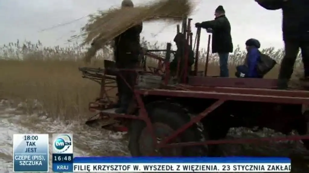 Trzcinowe żniwa na Pomorzu