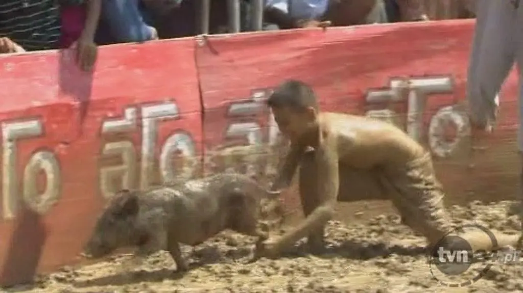 W pogoni za świnką