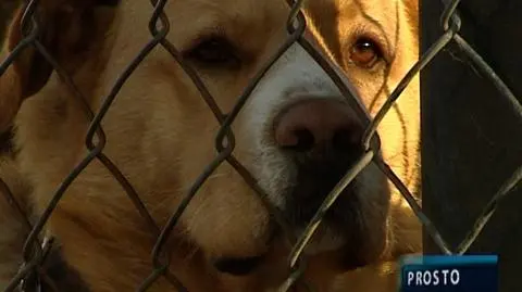 W poszukiwaniu azylu