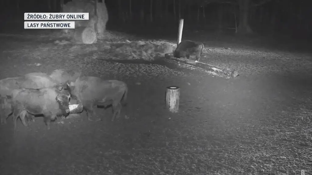 Wataha wilków przepędziła stado żubrów