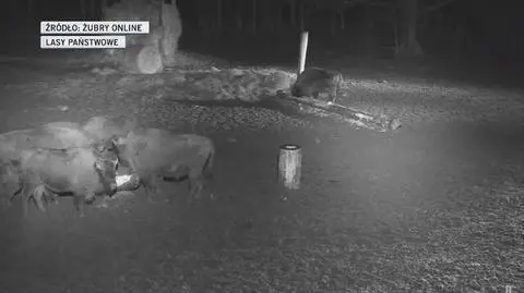 Wataha wilków przepędziła stado żubrów