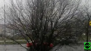 Wiatr powalił drzewo przed maską samochodu