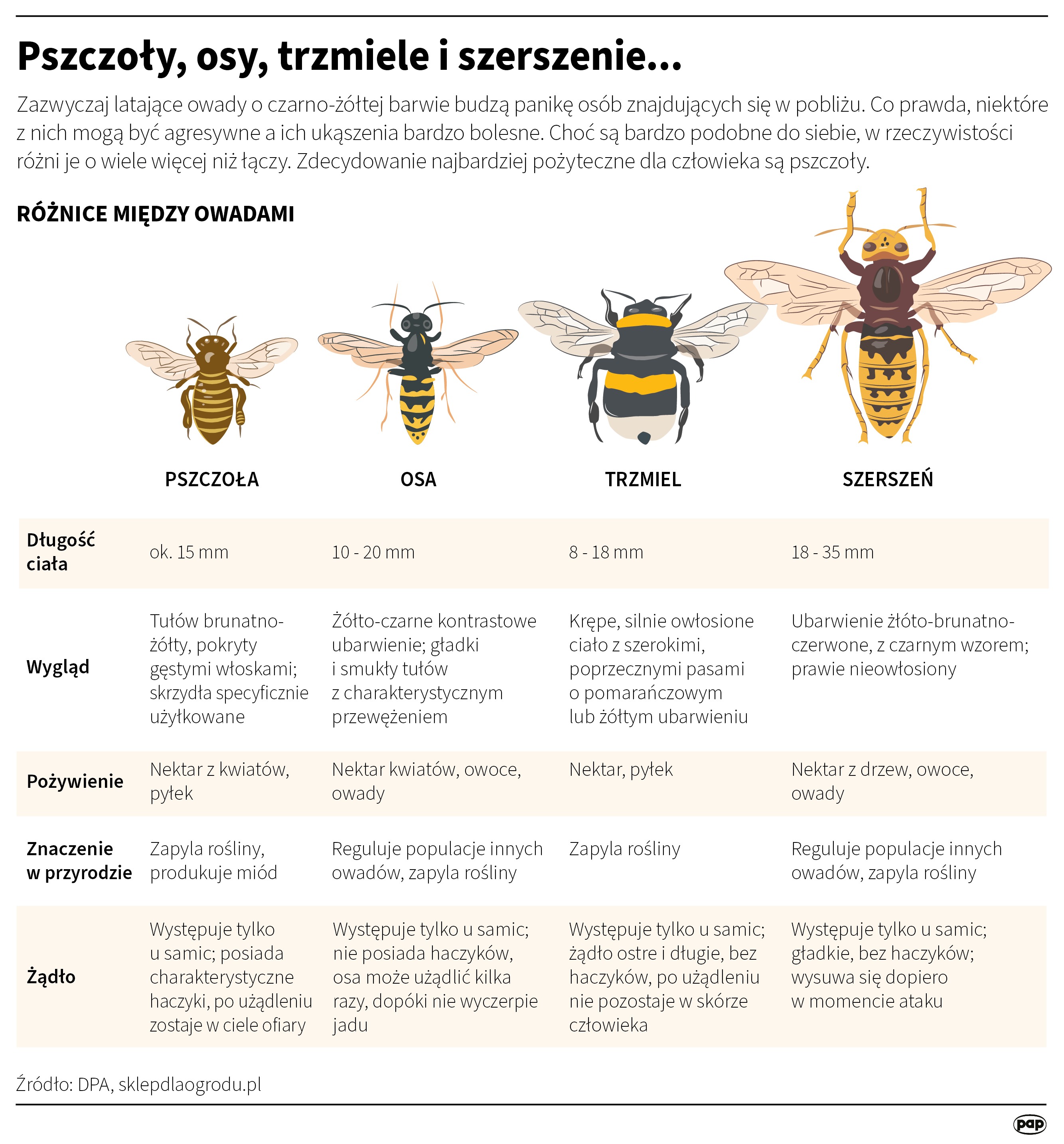 Pszczoły, osy, trzmiele i szerszenie